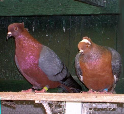 His first Gimpels In 1966 his father gave him a pair of Gimpels which came from the fancier Van Dijk who lived in Amersfoort and in 1967 his first young birds were penned at the Ornithophilia Show;