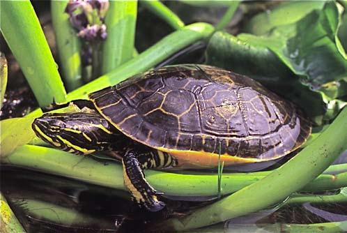 Conservation Biology of Freshwater Turtles and Tortoises: A Compilation Project Emydidae of the IUCN/SSC Deirochelys Tortoise and Freshwater reticularia Turtle Specialist Group 014.1 A.G.J. Rhodin, P.