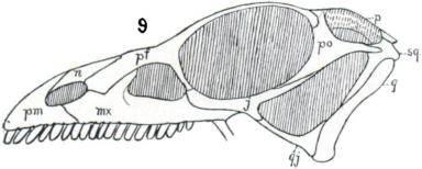 Anchisaurus, 3.