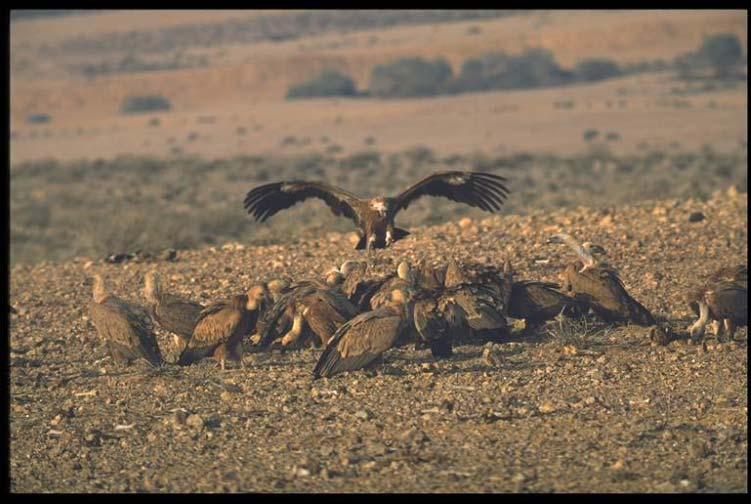 Division of parental care in the Griffon Vulture Sigal Yaniv and Yotam Orchan Breeding success and its correlation with nest-site characteristics Myriam Freund Social