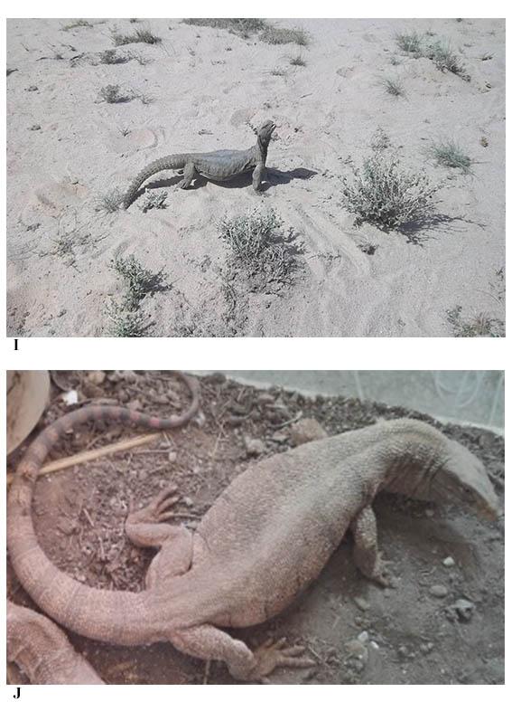 The Lizard Fauna Of Al-Najaf Province, Southern Iraq PLATE 4.