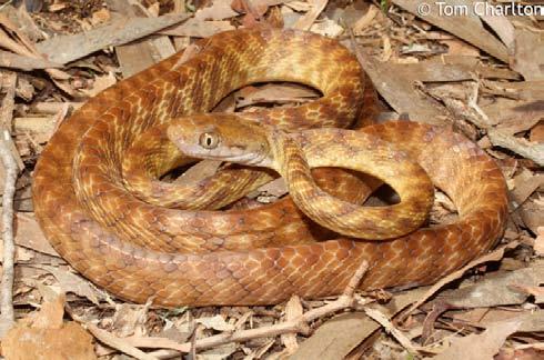 Allison E. Hegan Figure 1. The brown tree snake (B. irregularis) is native to Australia, Indonesia and Papua New Guinea and regarded as one of the world s most destructive invasive species.