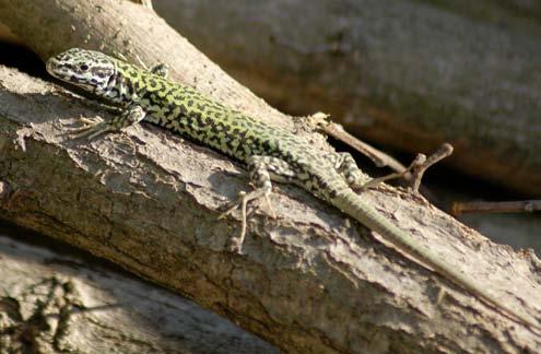 Long Island s railroads, power-lines and drainage ditches provide connected, unobstructed prime habitat for the lizards enabling colonization into other areas, including into New York City (Mendyk,