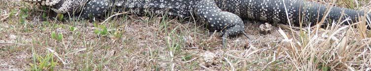 Argentine black and white tegus (Tupinambus/Salvator merianae) Large, nonnative lizard