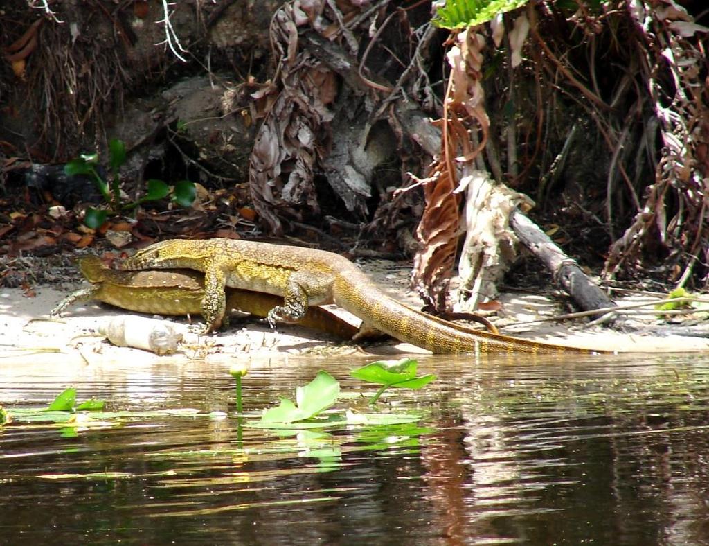 Nile Monitors (Varanus niloticus) Large lizards native to Sub-Saharan Africa Common around water Opportunistic hunters and scavengers Confirmed breeding in Cape Coral, Homestead, and
