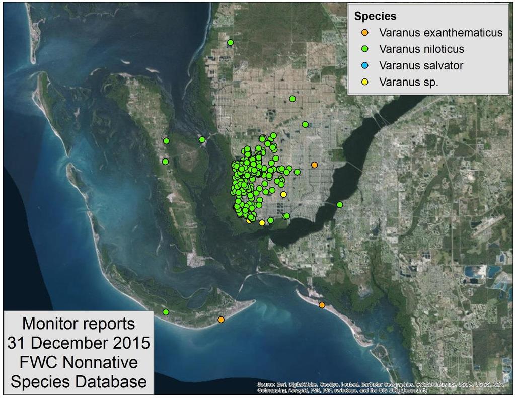 Nile monitors in Cape Coral Established since 1990s Eradication attempted in early 2000s Over 400