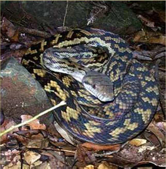 Amethystine or scrub python (Morelia