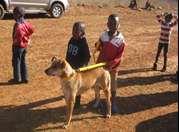 I was asked by Helen Taylor from the NDDF to be one of the judges at a dog show that she had organized in Peels Farm informal settlement in Kliprivier.