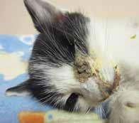 Euthanasia Cases PETA came to the aid of this feral kitten whose feeder called us for help when an untreated upper respiratory infection resulted in the loss of an eye and a severe