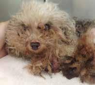 When Rose s owners called PETA for help because she wasn t walking, we rushed her to our mobile clinic, where it was determined that she was so severely matted that the circulation