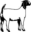 Goats, & Wether Goats 2:00 PM Cattle Check-in 5:00 PM Heifer Show
