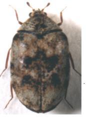 5 Antennae with nine segments. Underneath the first visible abdominal segment has no line running from the hind coxa. Elongate oval more reddish brown species. Antennae and legs often yellowish.