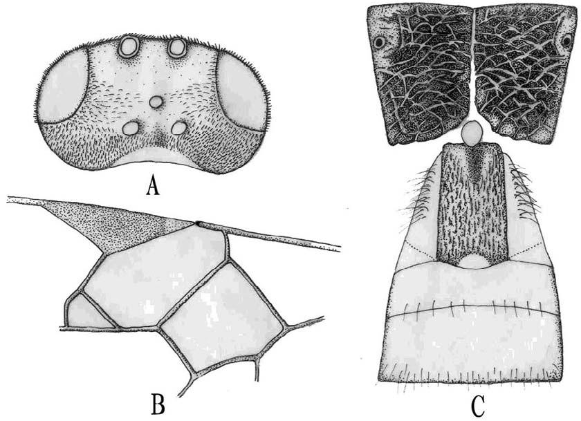Song & Chen: New species of Microplitis from China 291 Microplitis crassiantenna, sp. nov. (Fig. 5) Holotype:, body length 3.3 mm, forewing length 4 mm. Head: 2 as wide as long in dorsal view.