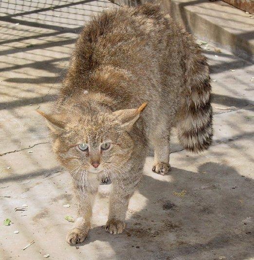 LEARNING ABOUT THE WILD CATS Chinese Mountain Cat Felis bieti Weight: 12 pounds Body Length: 30 Tail Length: 12 Habitat: thick forests, scrublands, deserts Range: China Diet: rodents, pikas, birds