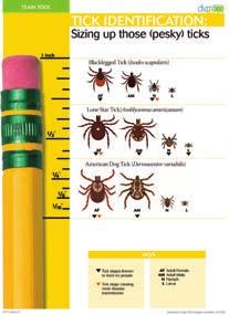 ID ticks with this tool Ticks are second only to mosquitoes in the number of diseases they transmit, which is why it s so critical to prevent ticks from attaching to and feeding on pets and people in