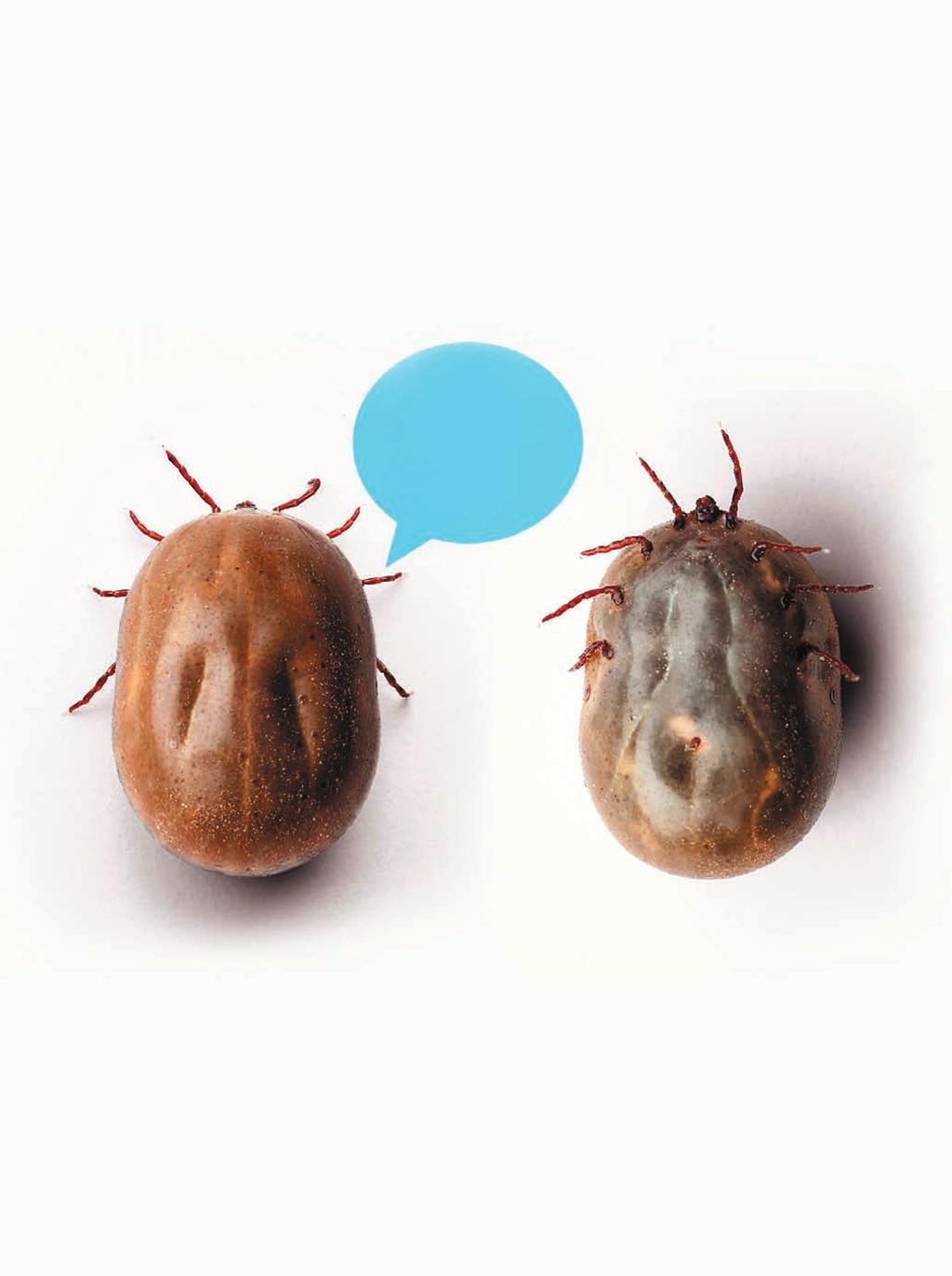 Two ideas for talking about ticks WE RE BURSTING WITH IDEAS! on social media Looking for new ways to bring up tick preventives on your veterinary practice s Facebook account? We ve got posts for that.