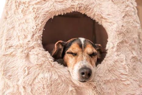 Create a safe-haven It s a great idea to create a safehaven/den before any rework celebrations and allow your dog to get used to settling in their den in the run up to New Year's Eve.