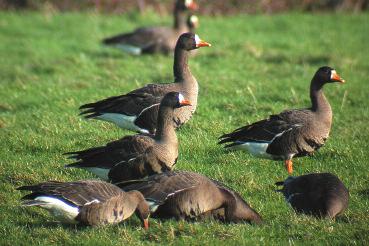 5/06 May 24/4/06 1:47 pm Page 244 A. J.Walsh 115. Greenland White-fronted Geese Anser albifrons flavirostris at Wexford North Slob, Ireland.