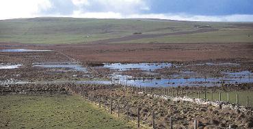 variety of nature conservation interests.this photograph shows a typical flock exploiting rushy, unimproved pastures near Loch Assapol on Mull.