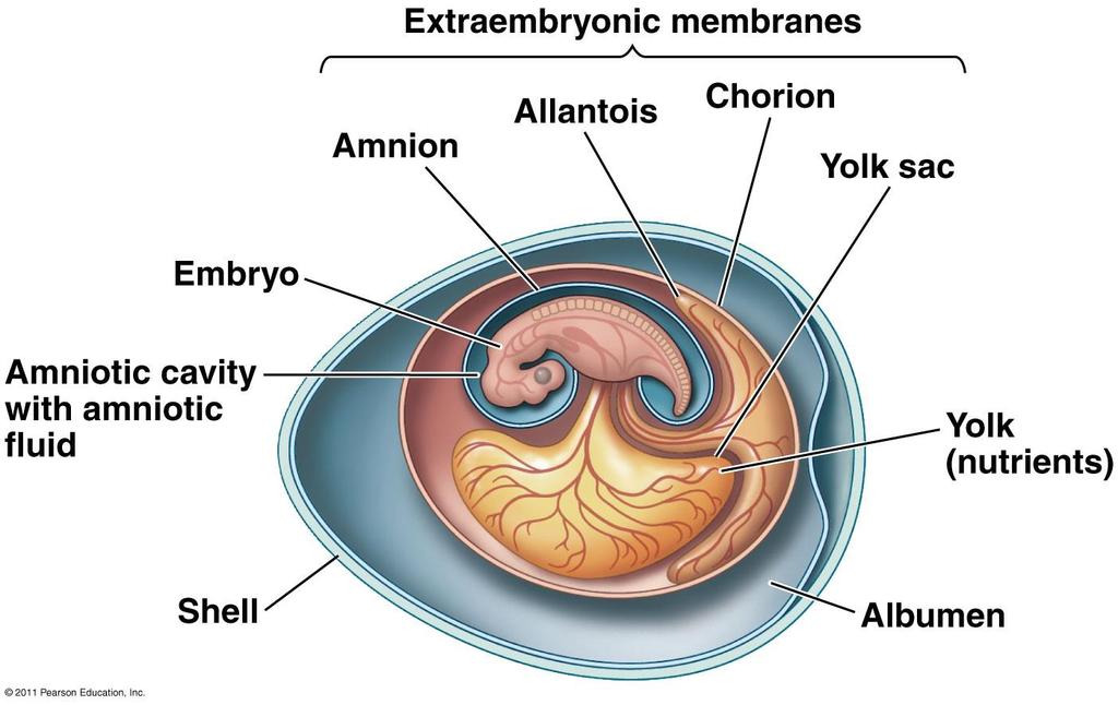 The Amniotic Egg 9 Extraembryonic