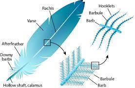 Wings - Feathers of keratin Bird Adaptations
