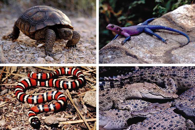 Subphylum Vertebrata: Class Reptilia ~17,900 species of snakes, lizards, turtles,