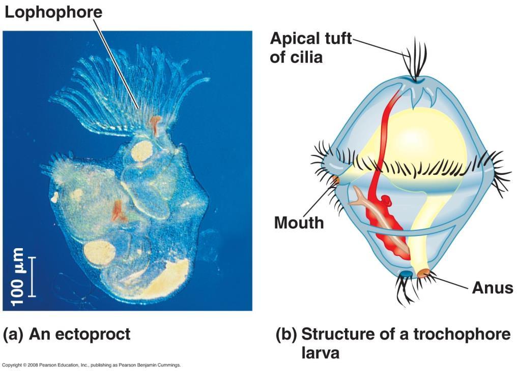 New Clades 3 Lophotrochozoa Lophophore: crown of ciliated tentacles