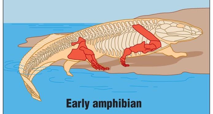 From Fishes to Amphibians