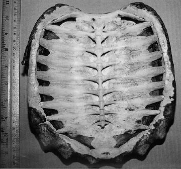 The Shell Of all living reptiles, turtles are most recognizable because of the shell. The turtle shell is made up of the carapace (top) and the plastron (bottom).