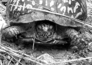 Testudinata - living turtles