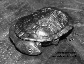 side-neck turtles  side-neck