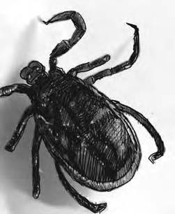 Giant Tick Small Vermin Climate/Terrain: Temperate forests and plains Organization: Solitary or nest (5 10) Initiative: +3 Senses: Listen +0, Spot +0, tremorsense 60 ft.