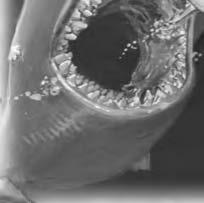 inside its stomach Advancement: 19 32 HD (Huge), 33+ HD (Gargantuan) There was once a time when twenty foot long sharks were commonplace in the blue waves of the ocean, but now they can only be