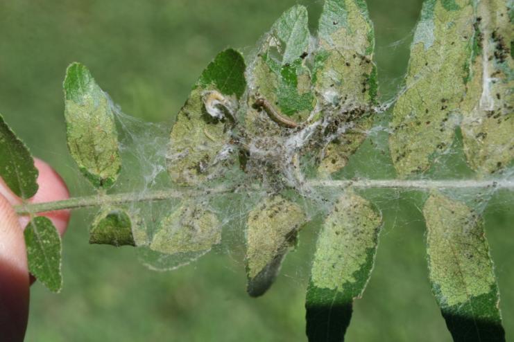 Larvae web leaves together on the ends of branches.