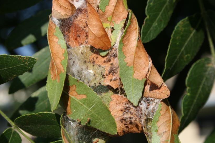 Brian Edelman, Bern Seed, Bern Kansas, discovered some fields infested with silver spotted skipper caterpillars (see photos).