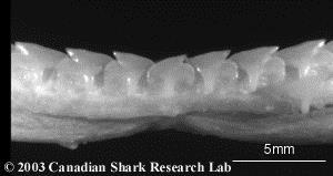 Most sharks are predators and have very sharp teeth. However, different sharks eat different prey and used different methods of attack and biting so the tooth shape does vary slightly.