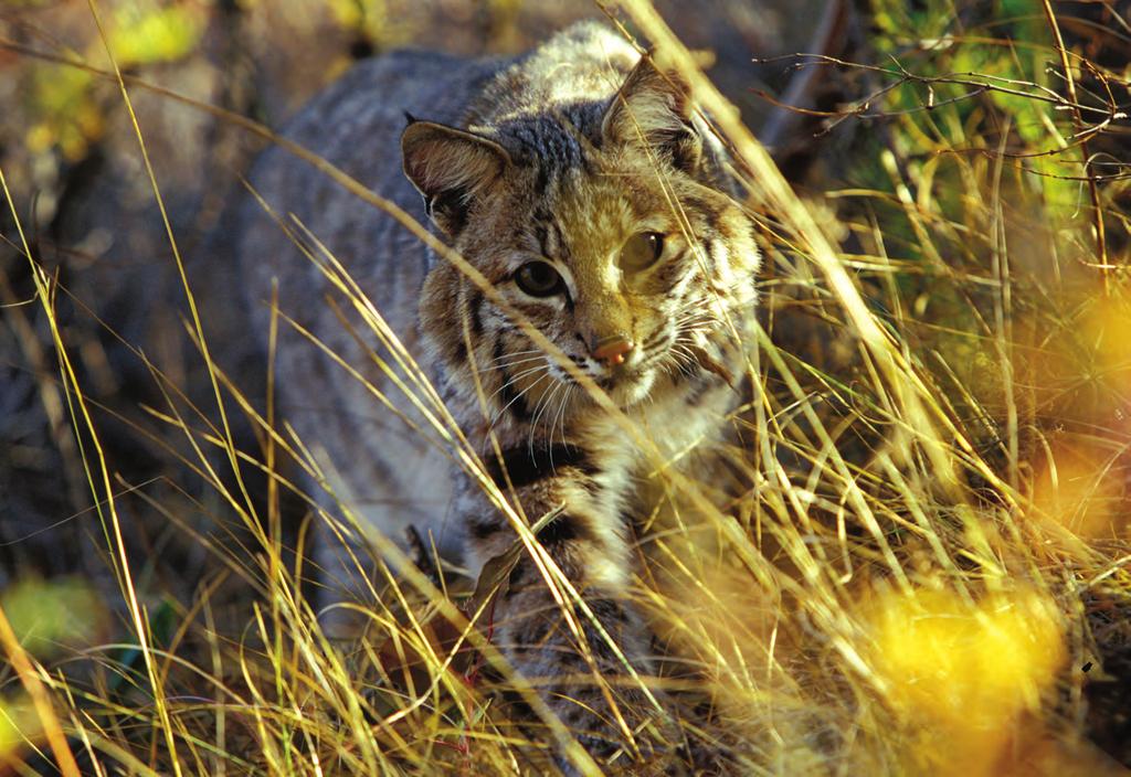 On the Trail of the Elusive Bobcat Story by Susan Shea/Photos by Susan C.