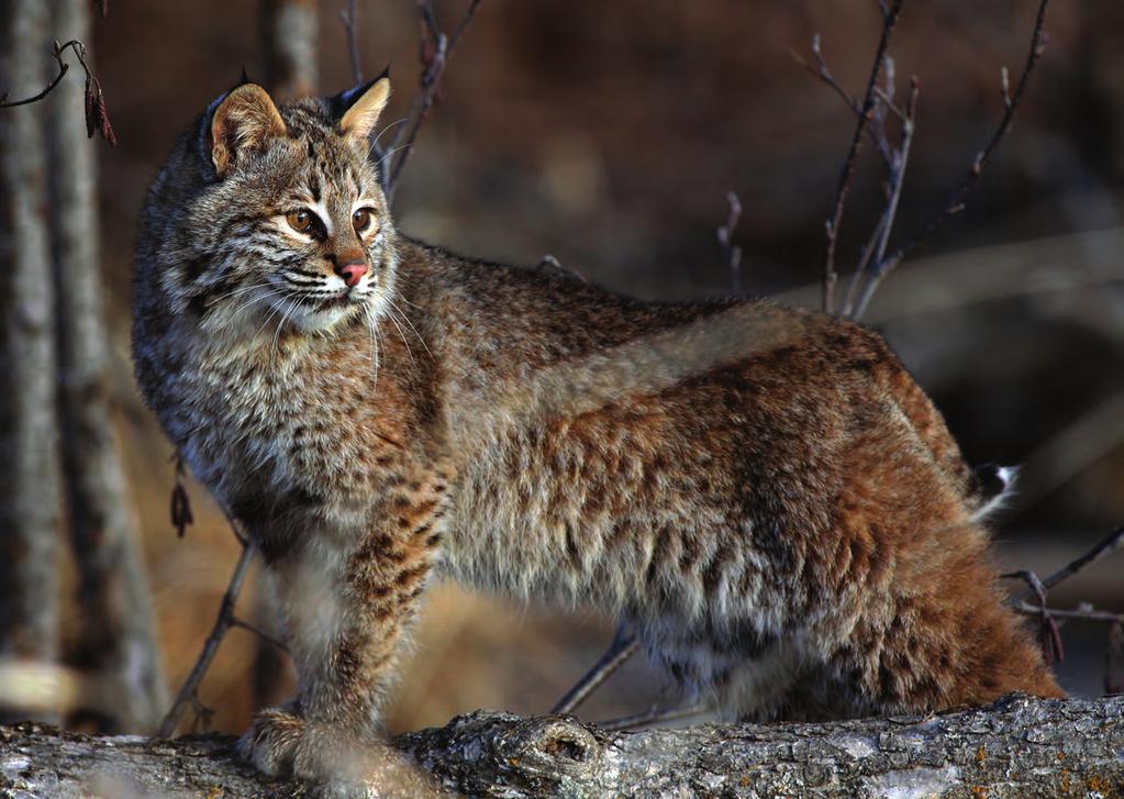 Vermont s bobcats are handsome animals, although their coats are less spotted in appearance than that of bobcats from western and southeastern states.
