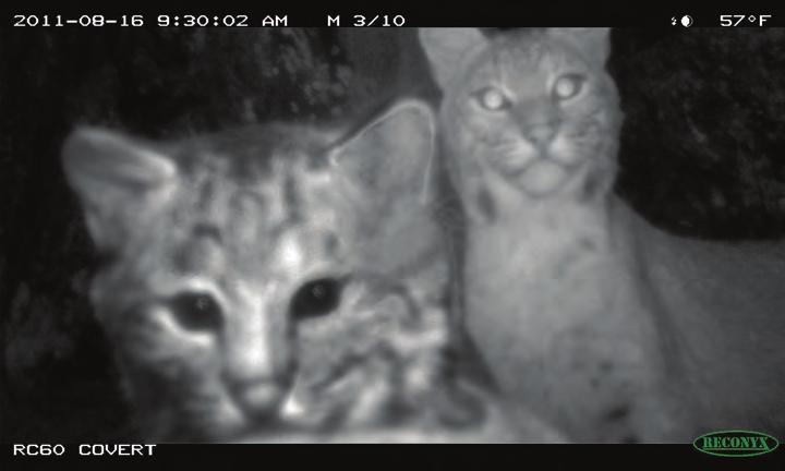 By using the remote camera and backtracking cats in the snow for many years, Sue has determined that two to three bobcats live in her six-square-mile study area at any one time.