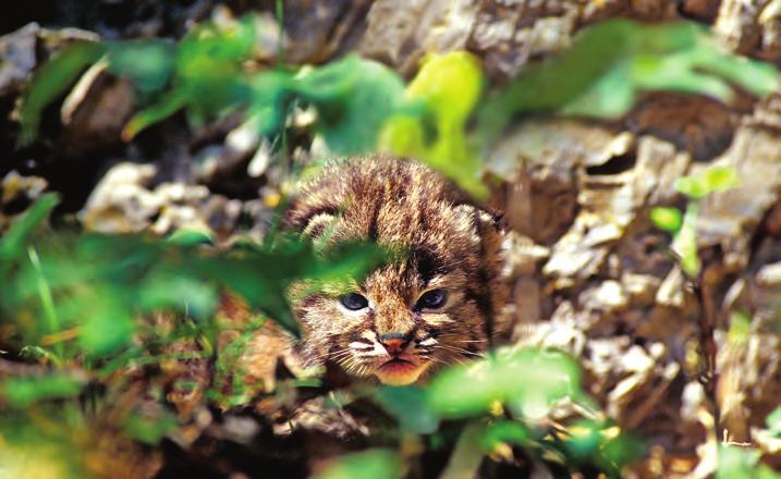 Bobcats will venture out from core habitat into farmers fields, orchards, even sometimes into backyards to stalk birds and squirrels under feeders in winter.