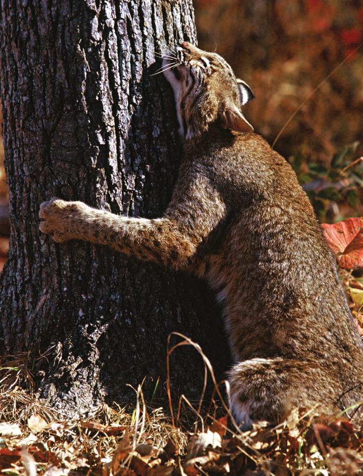 A bobcat kitten. Bobcats mate in late March or early April and kittens are born in late May or early June.