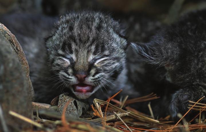 With the reintroduction of fisher, movement of coyotes into the state, and the maturation of forests, the bobcat population declined.
