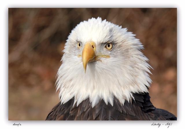 The Bald Eagle (Haliaeetus leucocephalus) The genus Haliaeetus is a Greek word which breaks down to Halos meaning the sea and aetos which means an eagle, referring to the fact that Bald Eagles are
