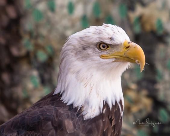 facts about Bald Eagles: They are the only eagle species unique to North America Maturity is reached at 4-5 years old and marked by the change from brown to white head and tail feathers They are
