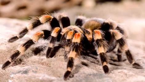 5 Comprehension Tarantulas Tarantulas are made up of a group of very large and hairy spiders. They are not insects. They are arachnids. There are over 900 different types of Tarantula s found.