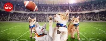 February Happenings Join us this Saturday, February 3 rd for our version of Kitten Bowl V. The action starts when we open at 12 noon.