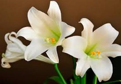 Spring Hazards for Pets EASTER LILLIES Most pet owners may not know that Easter lilies are highly toxic to cats. The petals, leaves, stem and even the pollen of an Easter lily are poisonous.