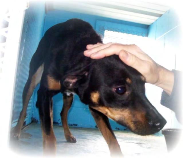 Little AJ is another owner surrender, terrified and wondering what she did that warranted being left to die in a gassing
