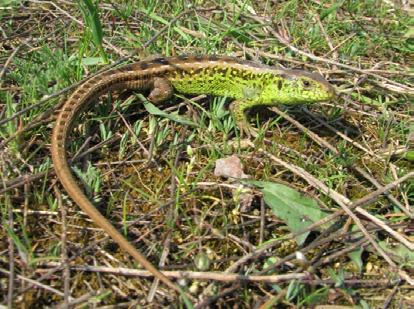 taurica lizard, an endemic Balkan element, characterized to the open areas, that present a warmer and dryer