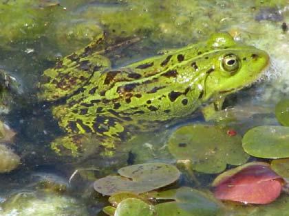 Population systems (different combinations of parental and hybrid species) of green frogs (Rana esculenta
